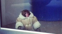 Istorija yasmin i njen majmun darwin